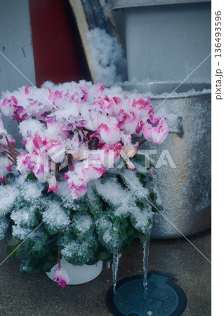 雪を被ったシクラメンの鉢植え。冬の屋外風景 136493596