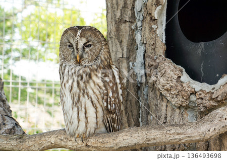 フクロウの静かなひととき フクロウの静かなひととき 136493698