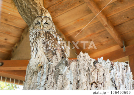 動物園の広いケージの中にある木の上でまったりしているフクロウ 136493699