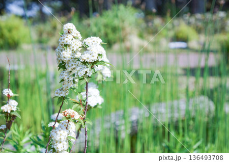 公園に咲いている白い花を咲かせた美しい植物 136493708