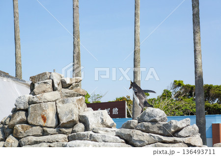 青空に向かってまっすぐ生えたヤシの木とゴツゴツした岩山 青空に向かってまっすぐ生えたヤシの木とゴツゴツした岩山 136493711