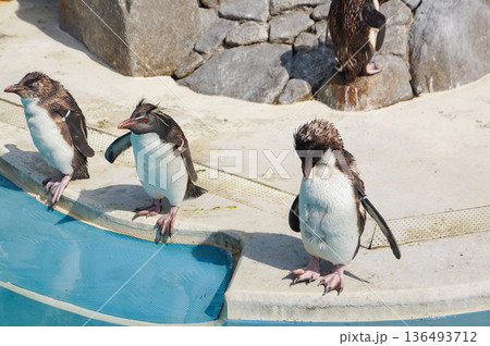 動物園で暮らしているかわいらしいペンギン達が水際に立っている様子 136493712