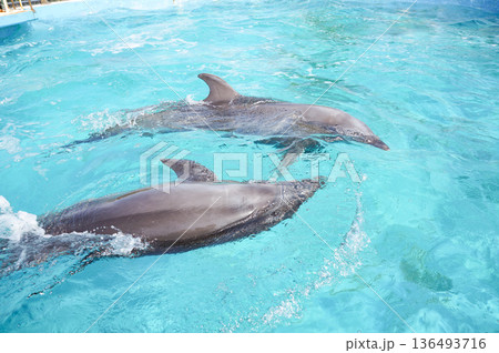 仲良く水族館のプール内を泳いでいる2頭のイルカ 136493716