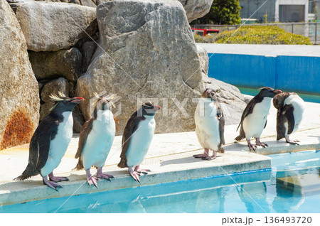 動物園で暮らしているかわいらしいペンギン達が水際に立っている様子 136493720
