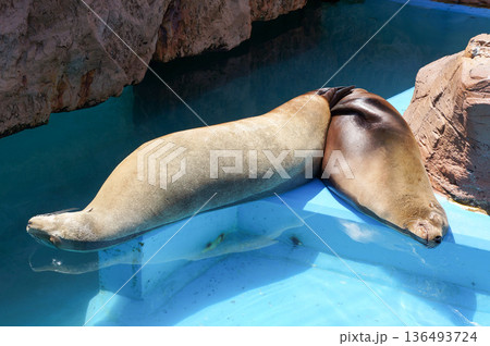 水族館のアシカ専用プールのプールサイドで器用に睡眠をとっているアシカ 水族館のアシカ専用プールのプールサイドで器用に睡眠をとっているアシカ 136493724
