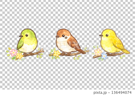 小鳥 セット 水彩風 かわいい 鳥 イラスト 切り抜き素材 136494074