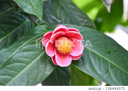 ハイドゥンツバキ　Camellia amplexicaulis 136494375