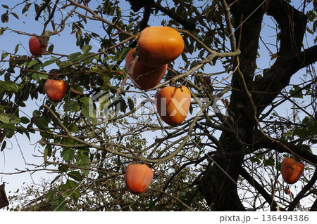 11月晩秋の陽光を浴びて連なる柿の実 136494386