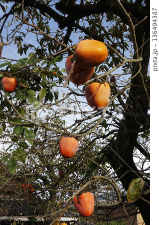 11月晩秋の陽光を浴びて連なる柿の実 136494387