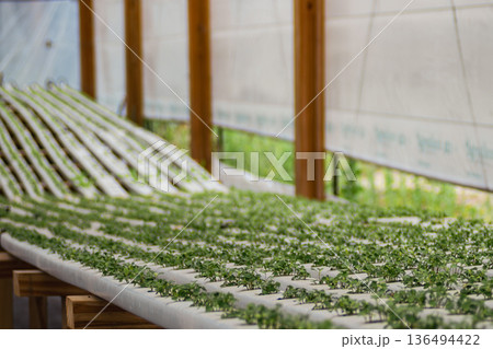 Green lettuce seedlings growing in modern hydroponic system. 136494422