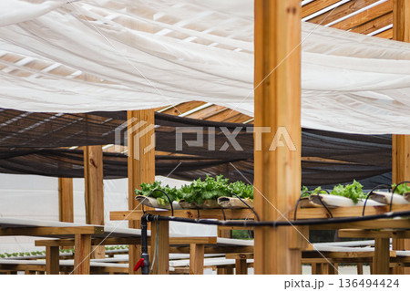 Hydroponic farming in greenhouse with rows of green lettuce growing in water filled pipe Hydroponic farming in greenhouse with rows of green lettuce growing in water filled pipe 136494424