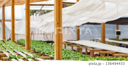 Green lettuce seedlings are grown in a hydroponic system,showcasing modern, soil-less farming methods 136494433
