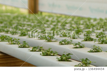 Green lettuce seedlings growing in modern hydroponic system, showing sustainable agriculture Green lettuce seedlings growing in modern hydroponic system, showing sustainable agriculture 136494434
