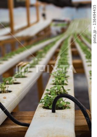 Growing fresh green vegetables in a modern hydroponic farm. Sustainable and ecological agriculture for future food supply Growing fresh green vegetables in a modern hydroponic farm. Sustainable and ecological agriculture for future food supply 136494435