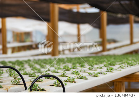 Rows of vibrant green seedlings thrive in white hydroponic pipes with drip irrigation 136494437