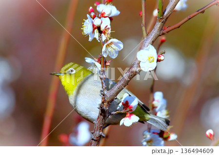 梅の花とめじろ 梅の花とめじろ 136494609