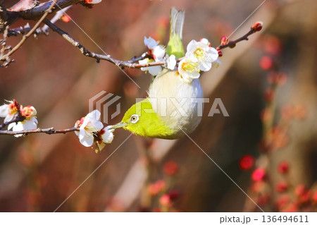 梅の花とめじろ 梅の花とめじろ 136494611