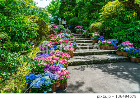 【神奈川県】カラフルな紫陽花が咲く強羅公園 136494679