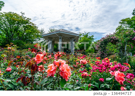 【神奈川県】綺麗なバラが咲く強羅公園のローズガーデン 136494717