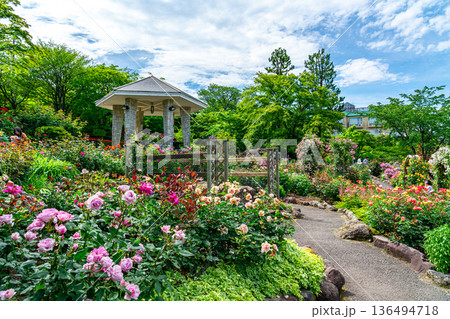 【神奈川県】綺麗なバラが咲く強羅公園のローズガーデン 136494718