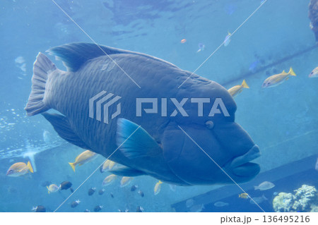 ナポレオンフィッシュ・熱帯の魚(沖縄県・本部町) ナポレオンフィッシュ・熱帯の魚(沖縄県・本部町) 136495216