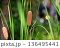 ふわふわのがまの穂 136495441