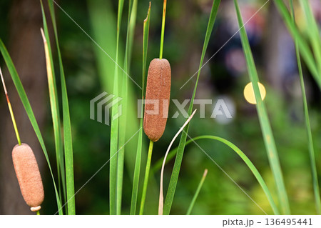 ふわふわのがまの穂 136495441
