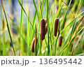 朝日を浴びたがまの穂 136495442
