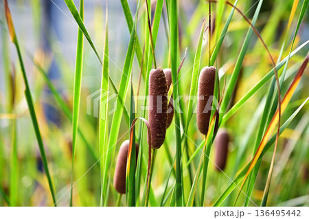 朝日を浴びたがまの穂 136495442