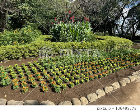 東京都北区の王子駅に隣接する王子飛鳥山にある9月の花壇です。 東京都北区の王子駅に隣接する王子飛鳥山にある9月の花壇です。 136495578