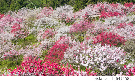 花桃（花桃の里にて） 136495580