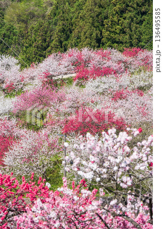 花桃（花桃の里にて） 136495585