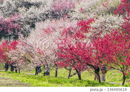 花桃(花桃の里にて) 花桃(花桃の里にて) 136495619