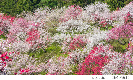 花桃(花桃の里にて) 花桃(花桃の里にて) 136495630