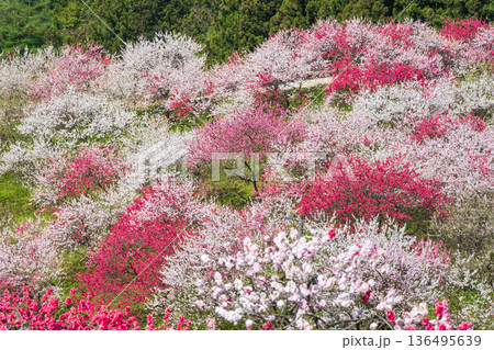 花桃(花桃の里にて) 花桃(花桃の里にて) 136495639