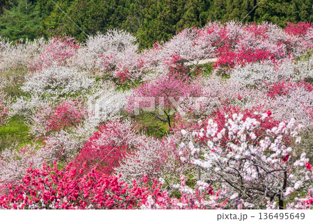 花桃(花桃の里にて) 花桃(花桃の里にて) 136495649