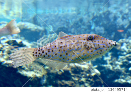 ソウシハギ・熱帯の魚（沖縄県・本部町） 136495714