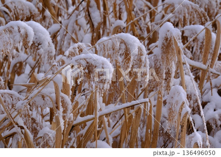 綿帽子をかぶった五稜郭内の樹木 綿帽子をかぶった五稜郭内の樹木 136496050