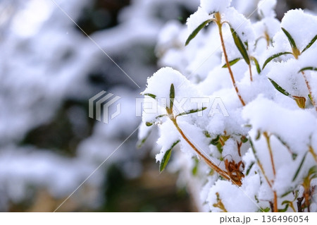 綿帽子をかぶった五稜郭内の樹木 136496054