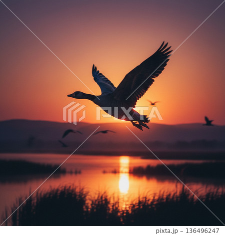 白鳥 白鳥 136496247