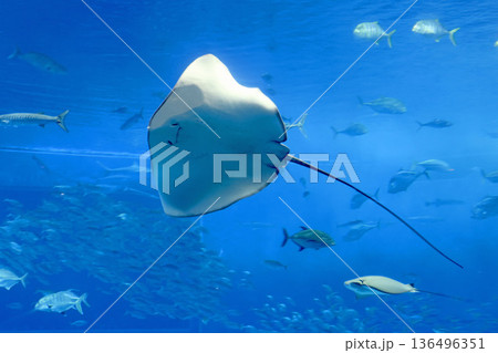 ホシエイ・熱帯の魚（沖縄県・本部町） 136496351