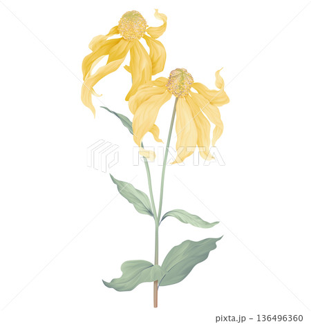 Cutleaf coneflower flowers with leaves Cutleaf coneflower flowers with leaves 136496360