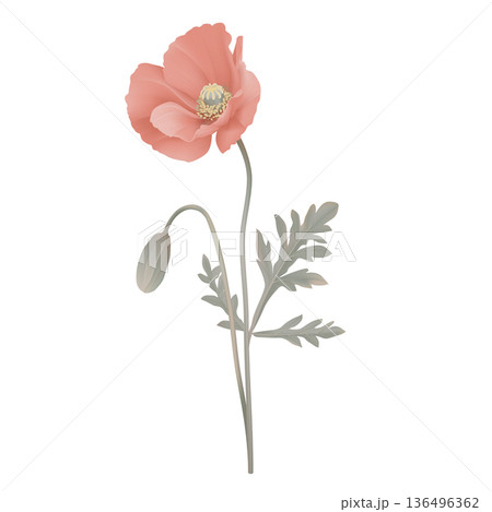 Red poppy flowers with leaves Red poppy flowers with leaves 136496362