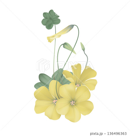 Oxalis stricta flowers with leaves 136496363