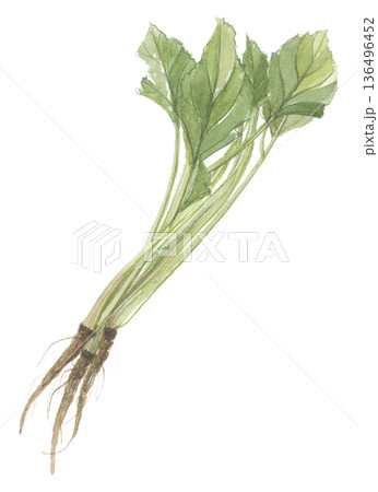 水彩で描いた葉ごぼう 136496452
