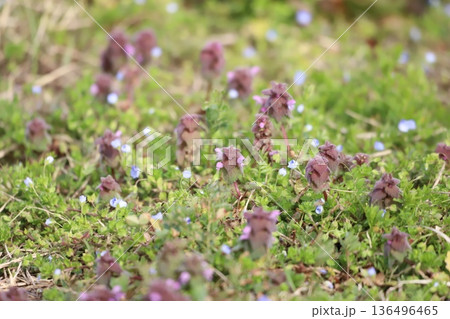 春の野草 ヒメオドリコソウとオオイヌノフグリ 春の野草 ヒメオドリコソウとオオイヌノフグリ 136496465