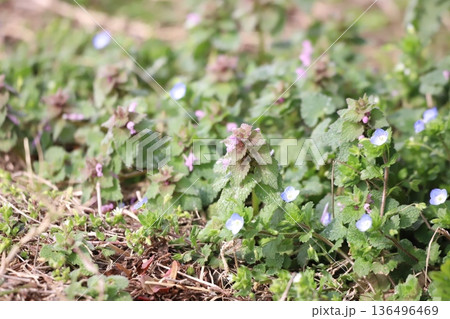 春の野草 ヒメオドリコソウとオオイヌノフグリ 春の野草 ヒメオドリコソウとオオイヌノフグリ 136496469