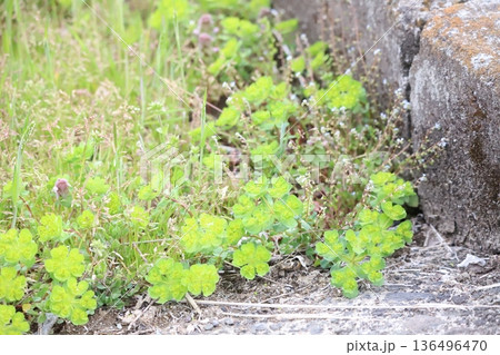 トウダイグサ トウダイグサ 136496470