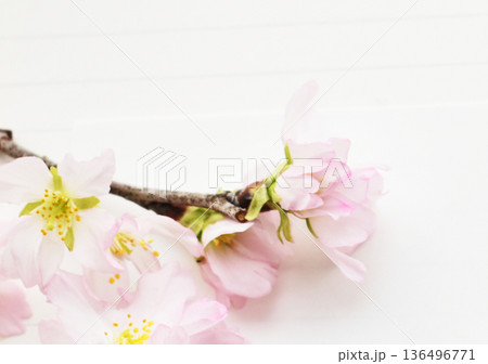 啓翁桜のクローズアップ 啓翁桜のクローズアップ 136496771