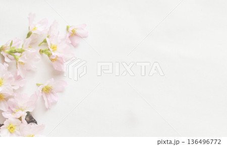 啓翁桜のクローズアップ 啓翁桜のクローズアップ 136496772
